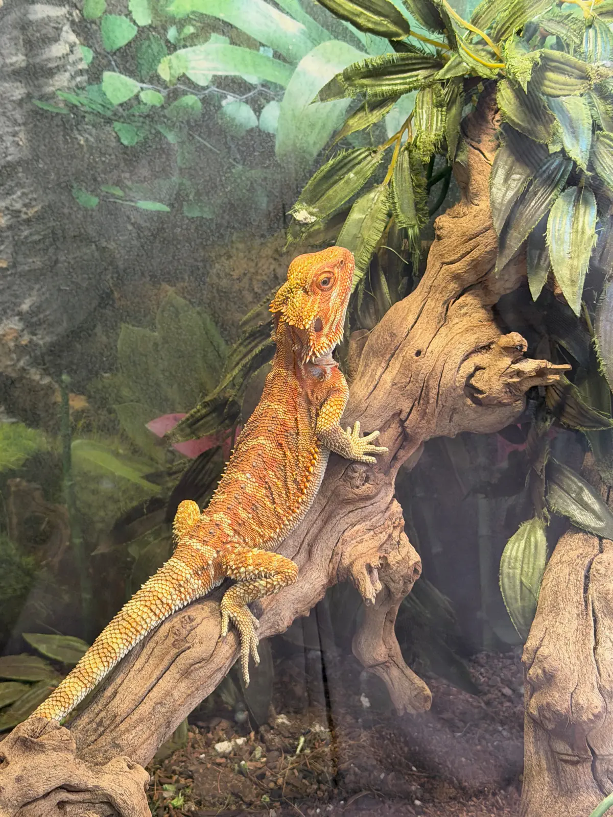 Our Bearded Dragon