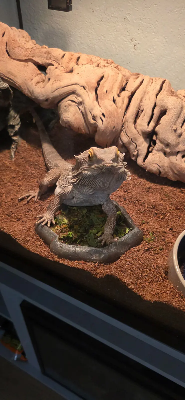 Bearded dragon perched on a branch