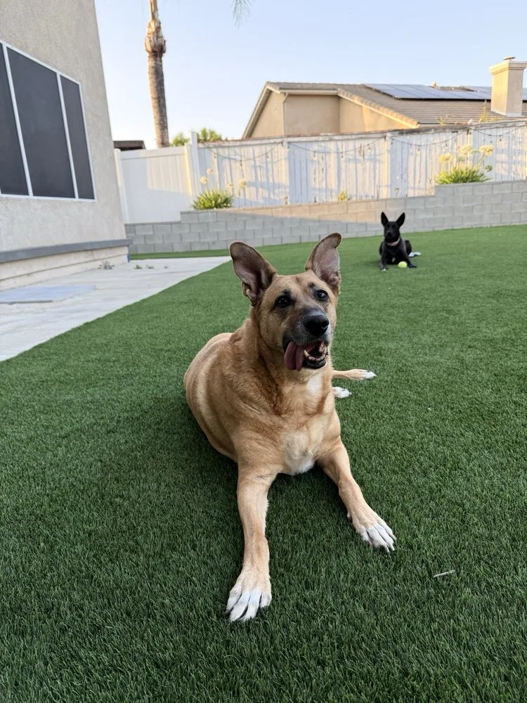 A tan shepherd mix lying on the grass in a sunny backyard