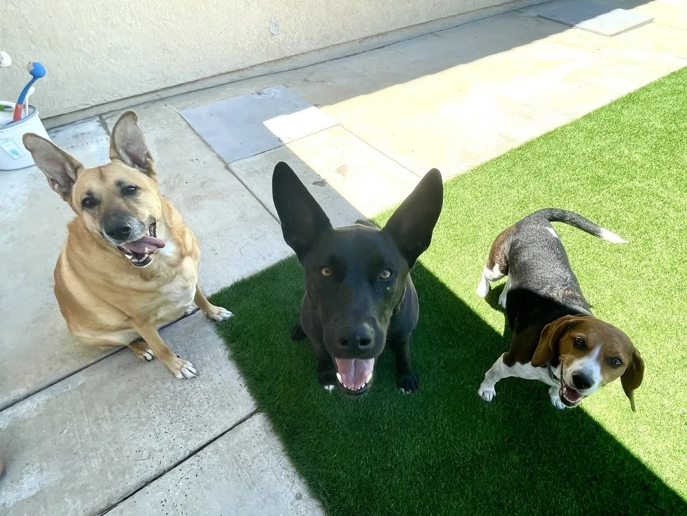 Three dogs — a tan shepherd mix, a black shepherd mix and a beagle — looking up at the camera