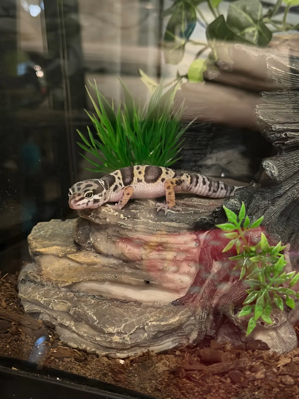 Leopard gecko perched on a rock in its enclosure