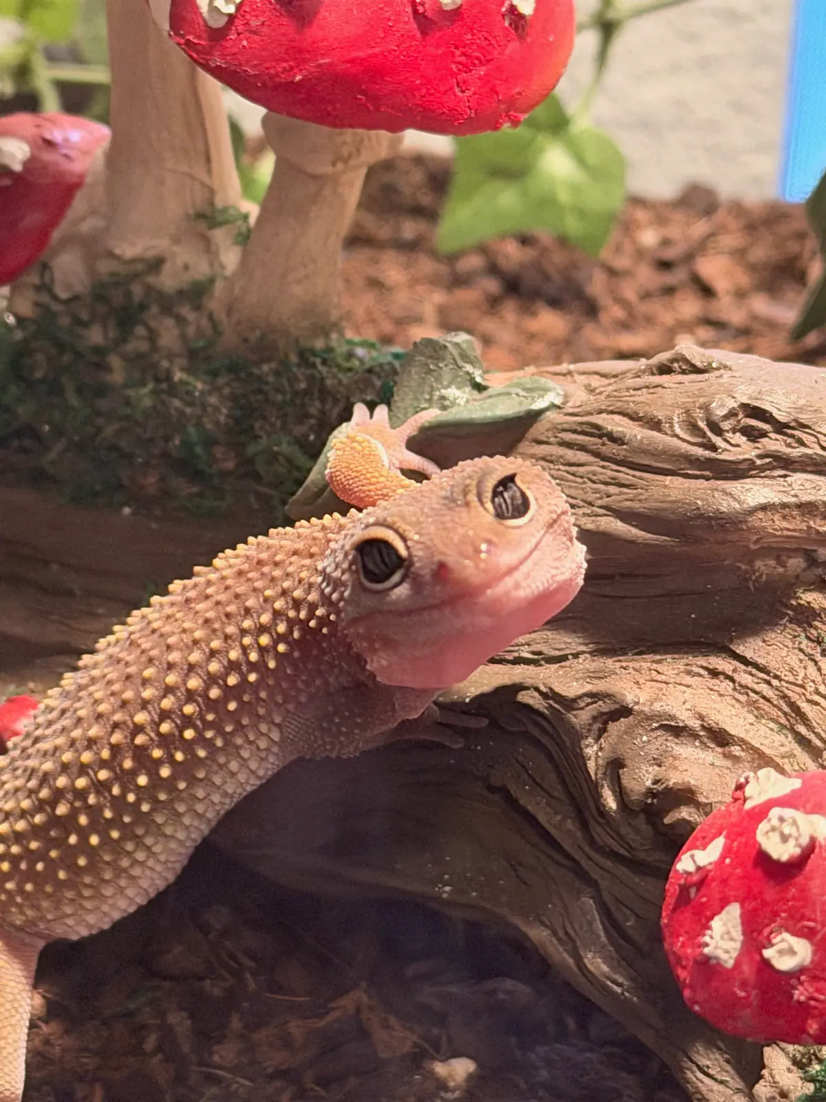 Our Leopard Gecko