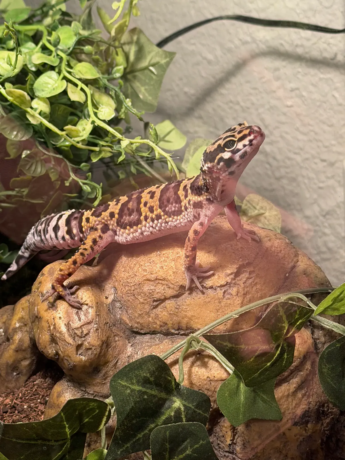 Leopard gecko exploring a planted enclosure