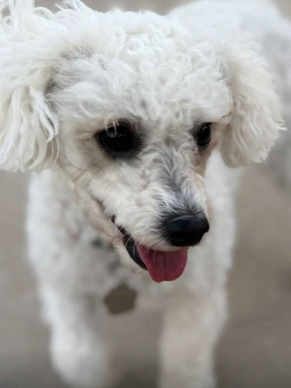 A small white poodle standing outside with her tongue out