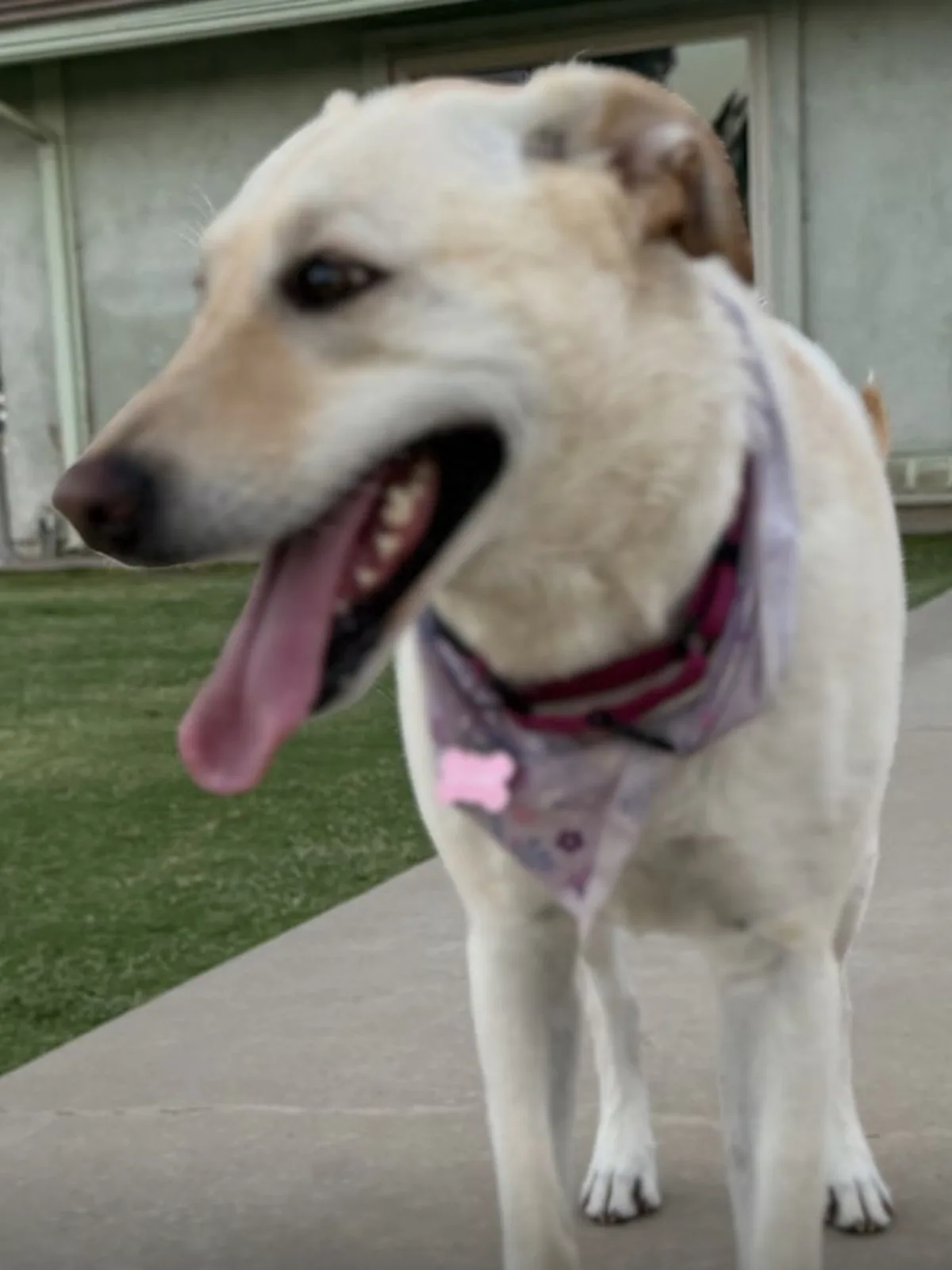 A pale yellow dog in a patterned bandana standing on a driveway