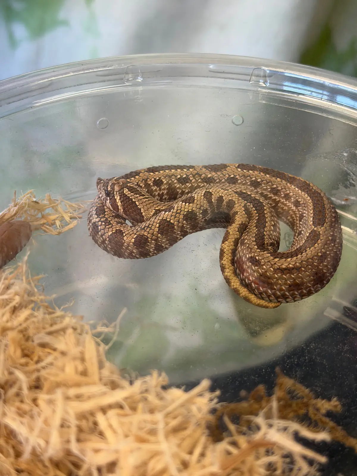 Snake coiled up in its habitat