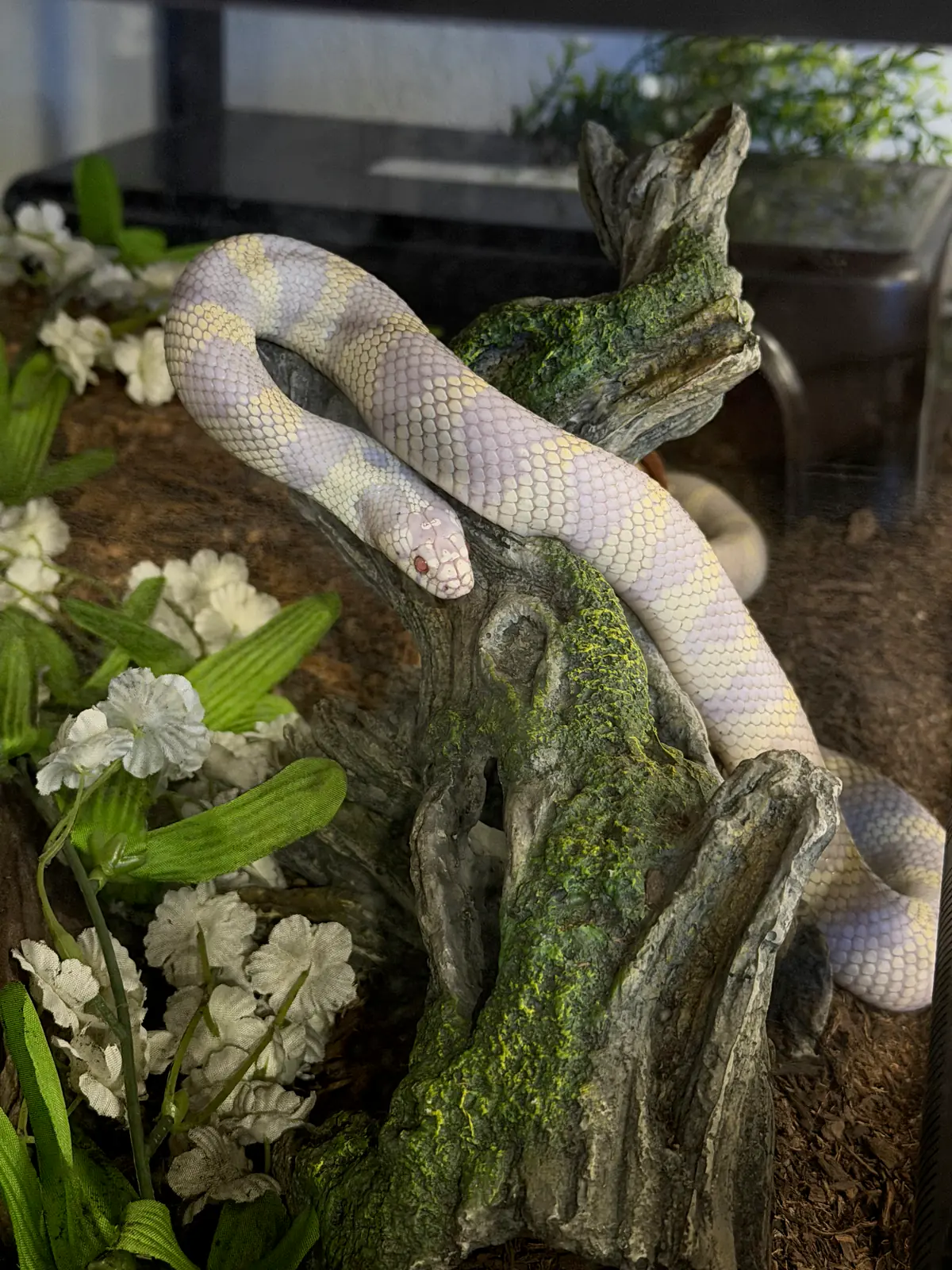 Our Snake