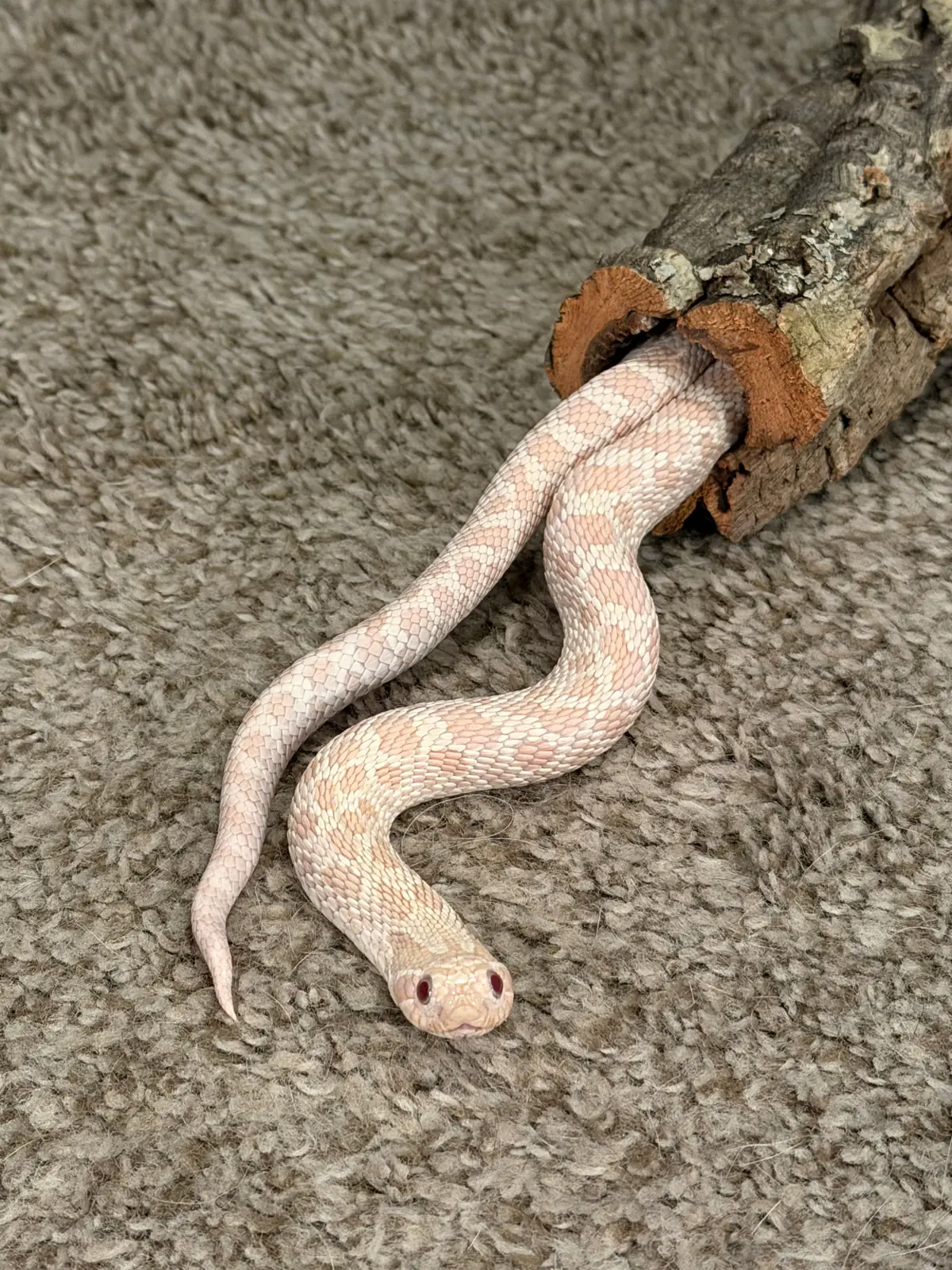 Snake resting near a hollow log