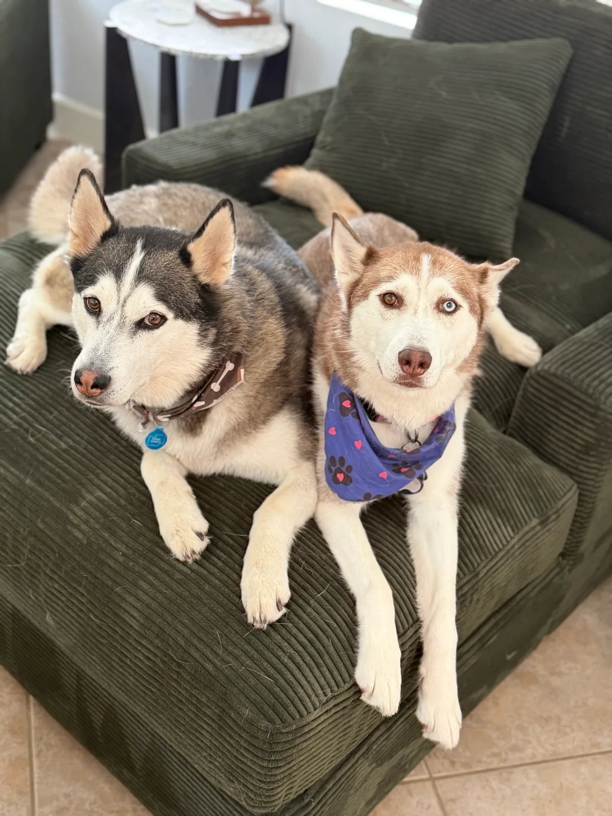 Two huskies resting side by side on a green armchair