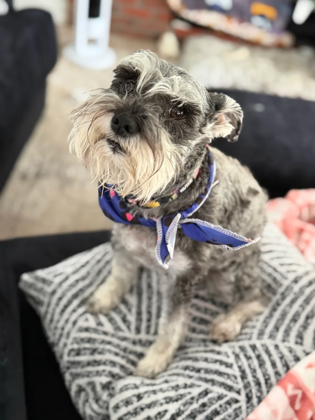 A grey schnauzer in a blue bandana sitting on a cushion